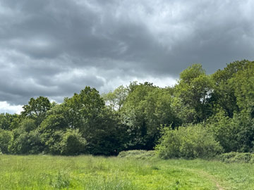 meadow
