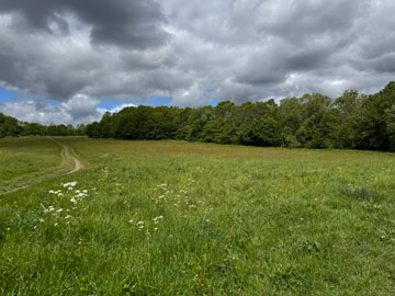 meadow