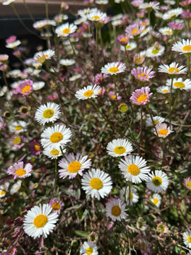 daisies
