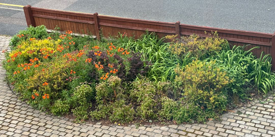 front garden