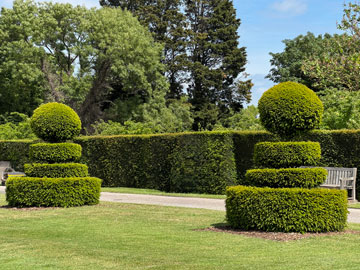 topiary