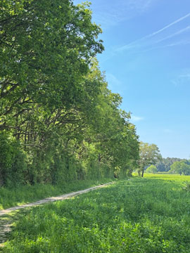 fields