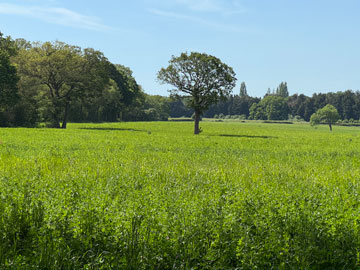 field