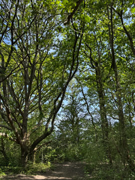 woods