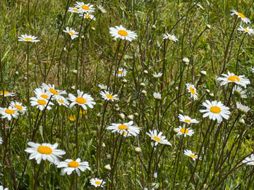 daisies