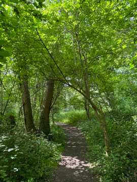 woodland