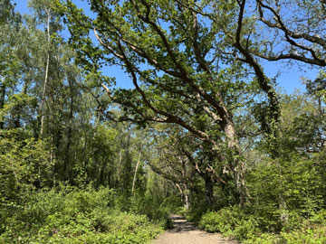 woods