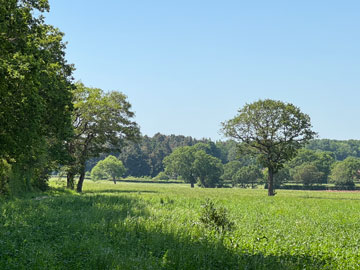 fields