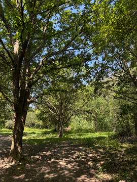 woods