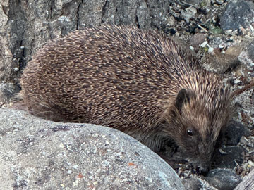 hedgehog