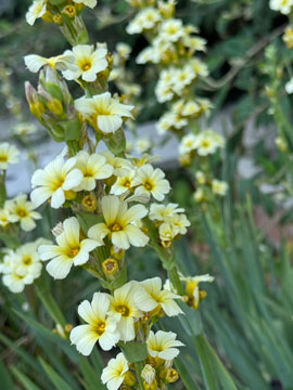 sysirinchium