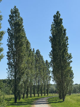 poplars