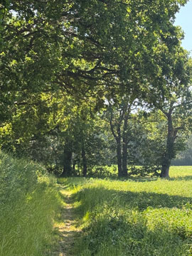 field