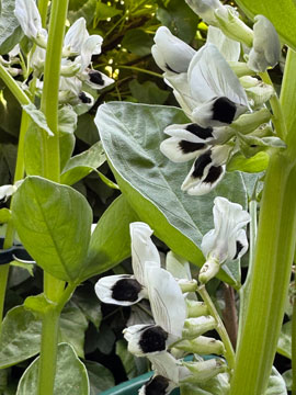 broad beans