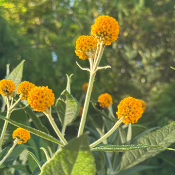 golden buddleia