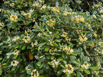 cheesewood tree
