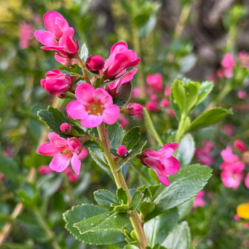 escallonia