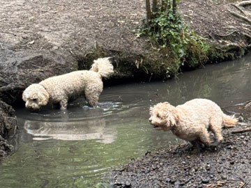 dogs