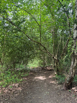 woods