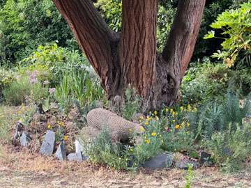 big tree bed