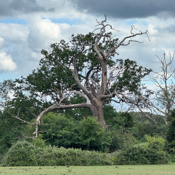 tree