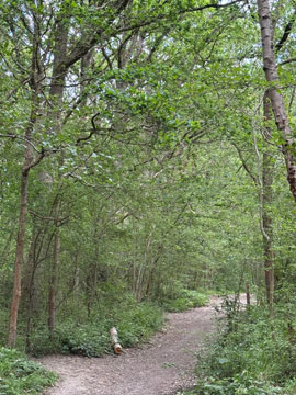 woods