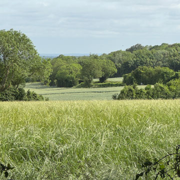 fields