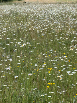 wild flowers