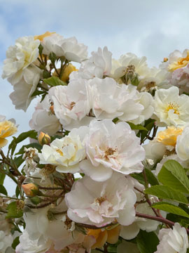rose