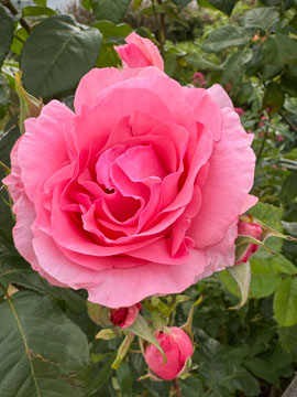 rose