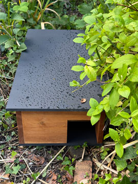 hedgehog feeding station