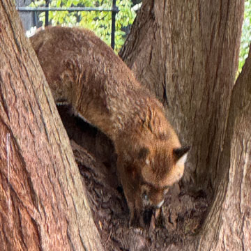 fox