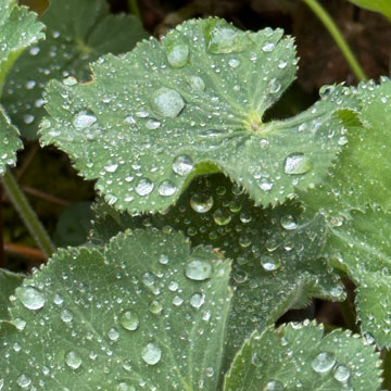 rain drops