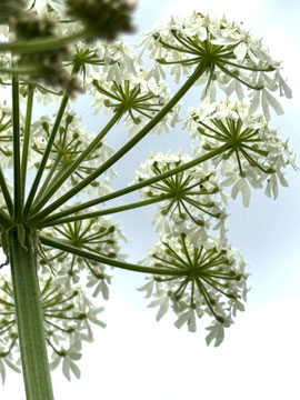 hogweed