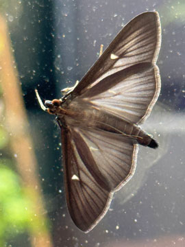 moth