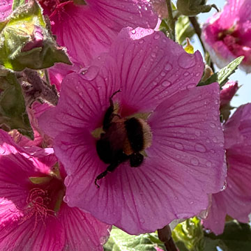 bee