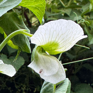 peas