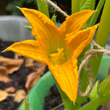 courgette