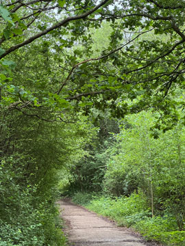 woodland