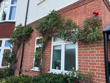 roses