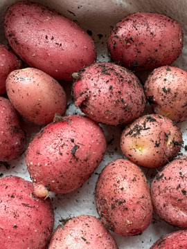 potatoes