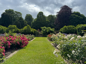 rose garden