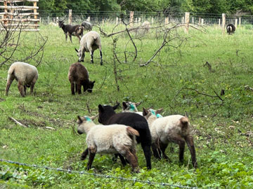 sheep