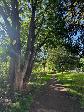 trees