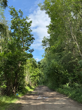 woodland path
