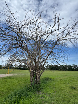 park tree