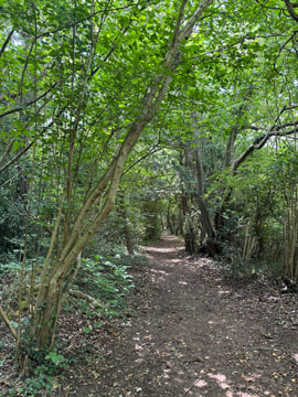 wood