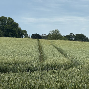 field