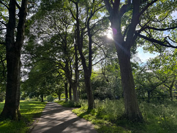 woodland
