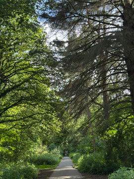 woodland path